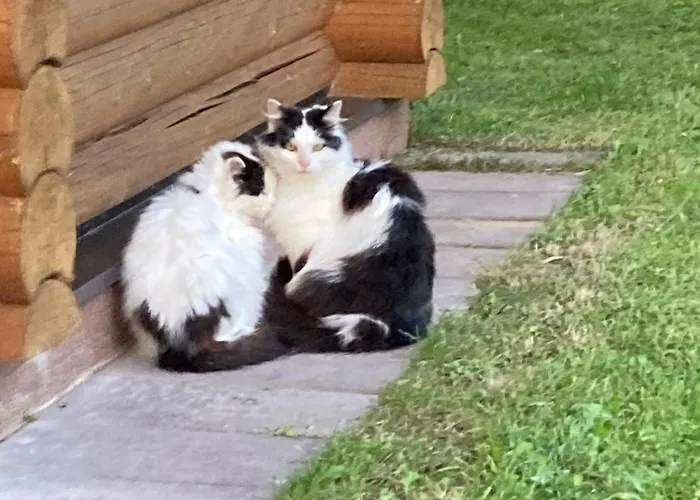 Anni Saunamaja * Meeliku